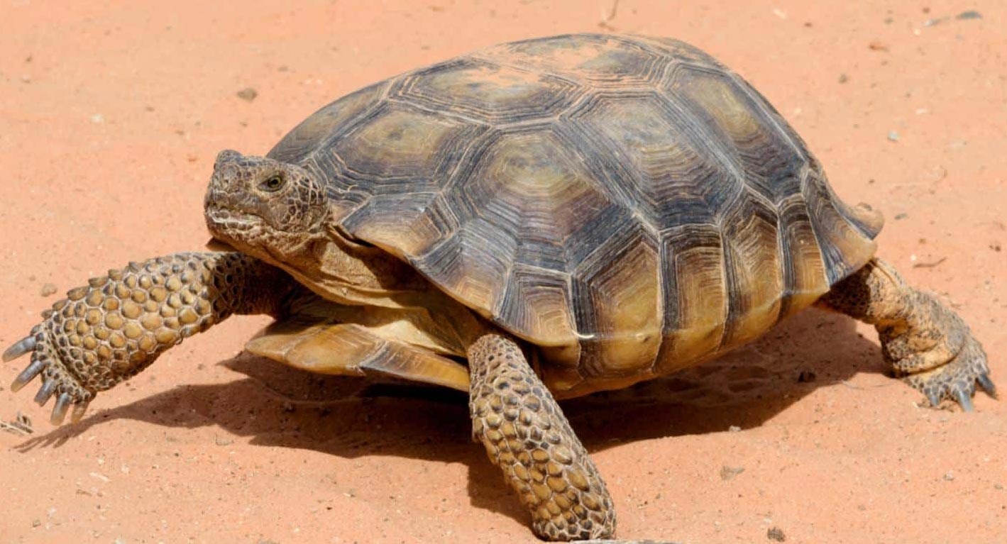 Sonoran Desert Tortoise.(https://a-z-animals.com/blog/desert-tortoises-unique-adaptations-to-harsh-desert-environments/)